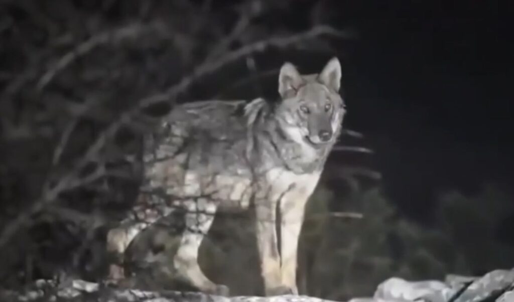 Wolf attack on Mount Parnitha: Hiker escapes with torn clothes