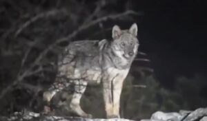 Wolf attack on Mount Parnitha: Hiker escapes with torn clothes