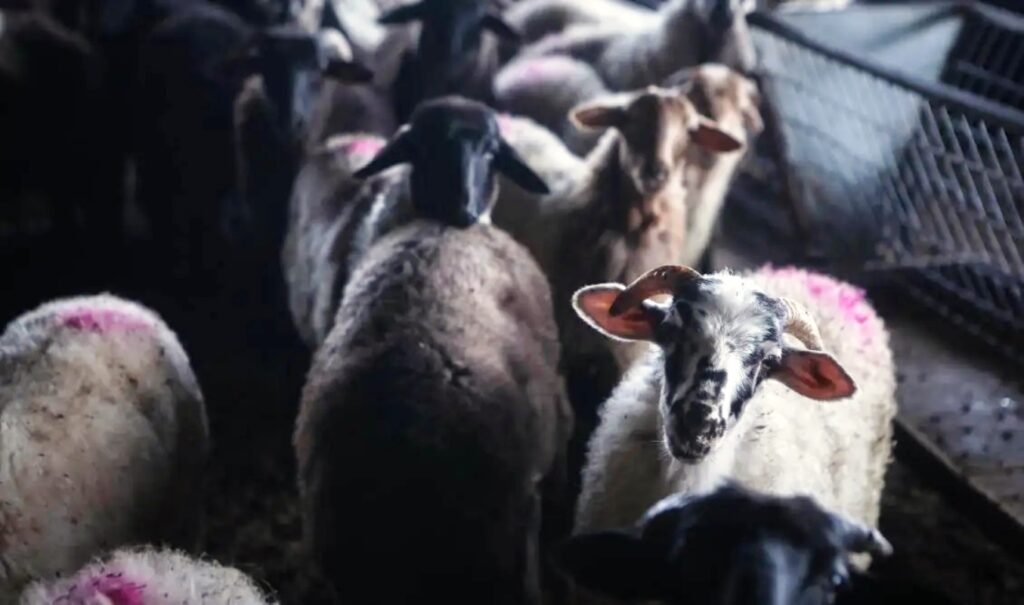 Lesbos on high alert: Foot-and-mouth disease outbreak triggers emergency response amid economic fears