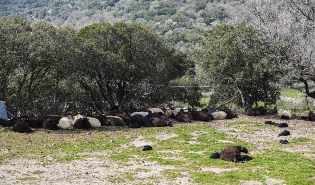 Bluetongue outbreak: 486,300 sheep and goats culled in Greece