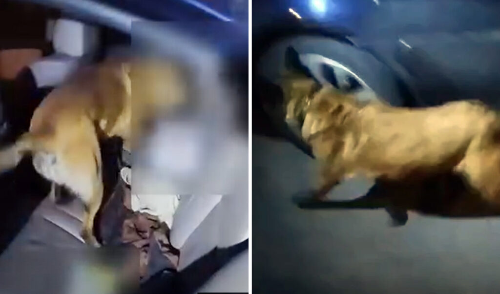 Drug-sniffing dog Iris discovers half kilo of heroin in cereal box