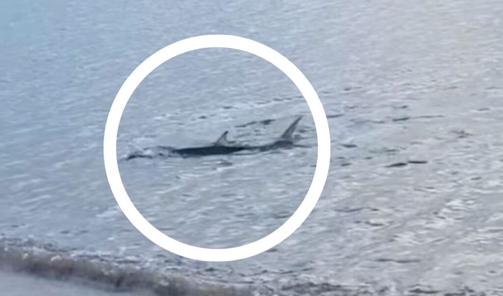 Incredible: Large shark spotted swimming near shore at Kavouri (Video)