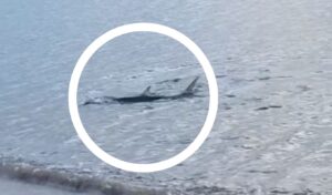 Incredible: Large shark spotted swimming near shore at Kavouri (Video)