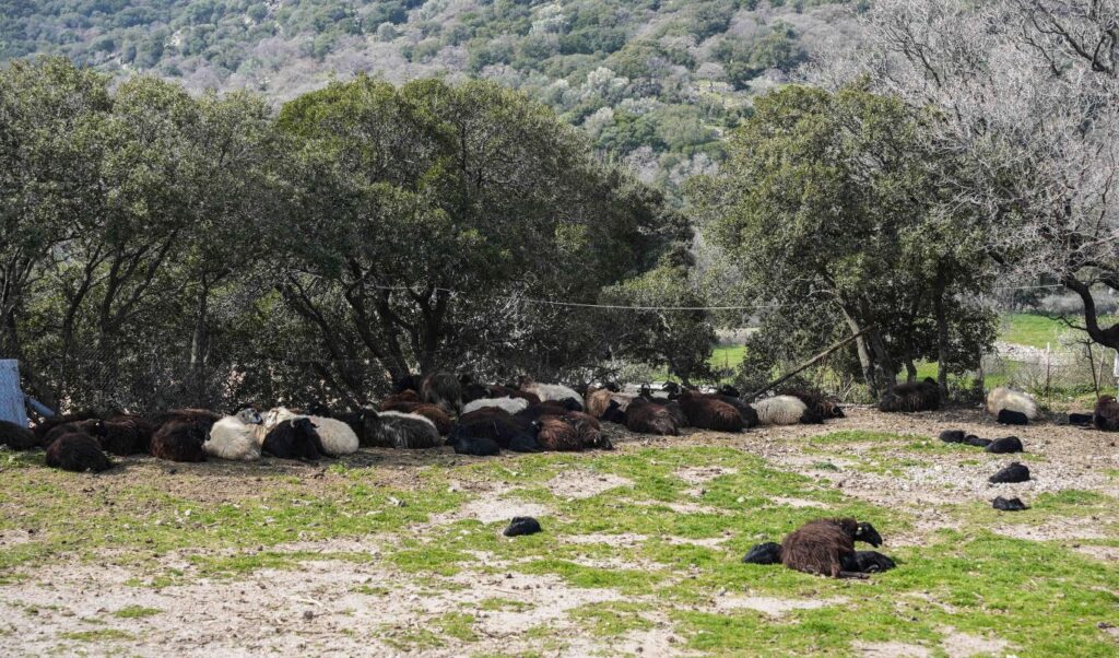 Ministry of Agriculture: 48 foot-and-mouth disease cases in Lesbos
