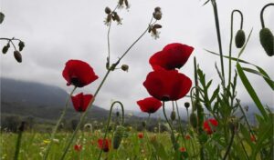 Weather warning for May Day: Spring temperatures to drop nationwide