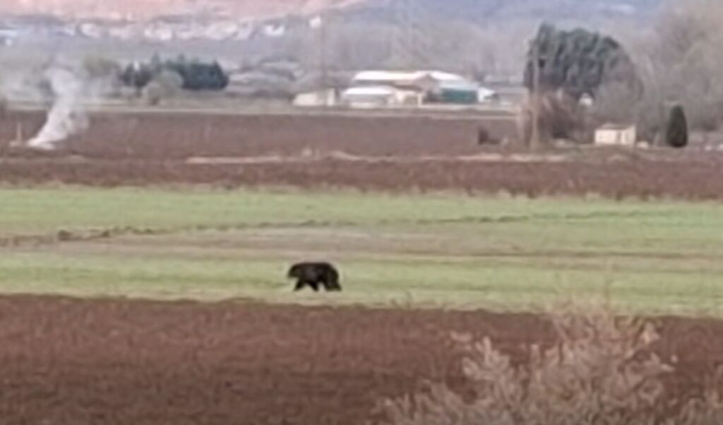 Bear attacks livestock farmer in northern Greece: How he managed to repel it