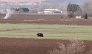 Bear attacks livestock farmer in northern Greece: How he managed to repel it