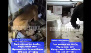 Major drug bust hits Bulgarian trafficking networks: 500kg cannabis seized