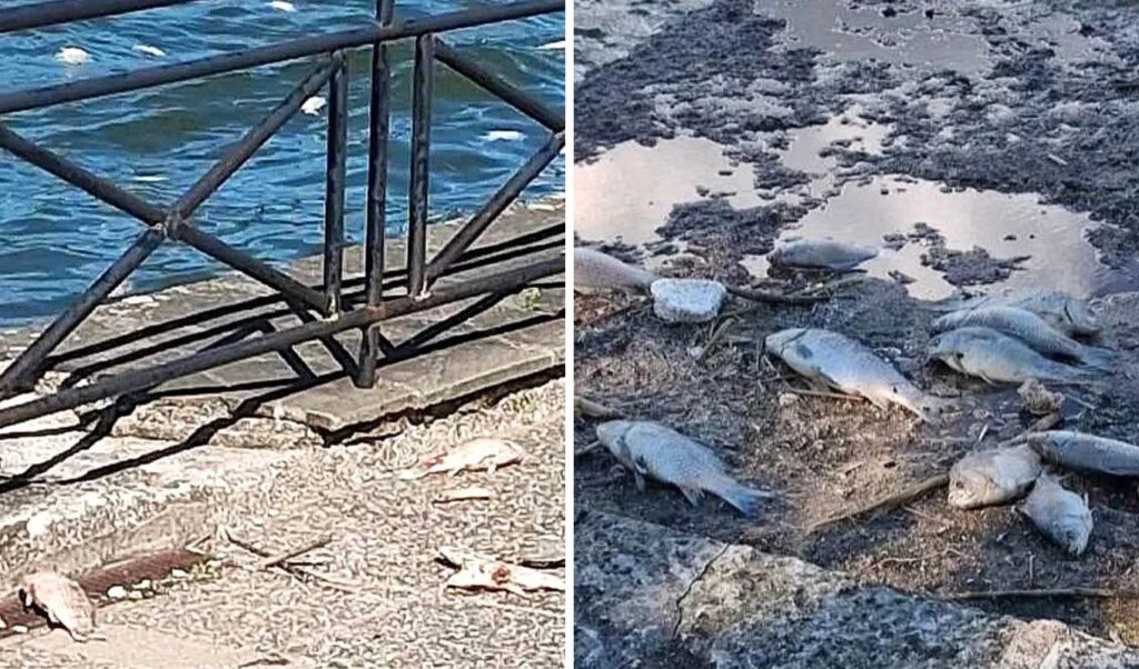 Mystery in Ioannina: Why lake Pamvotida became a “fish graveyard”