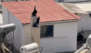 Greece: Six children living in squalor – shocking testimonies
