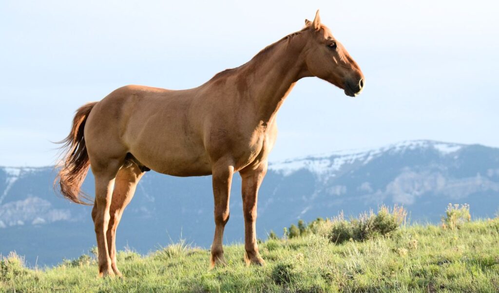 Tragedy in Lesvos: 75-year-old dies after fatal horse attack