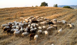 Sheep pox outbreak in Zacharo, Greece: 95 animals infected