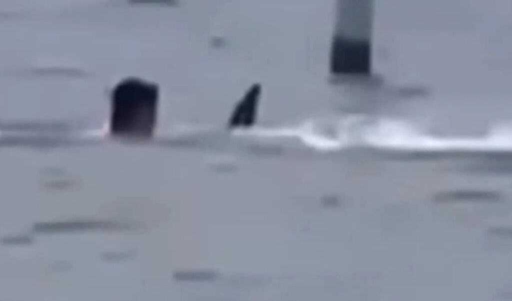 Terror in Florida: Shark attack leaves swimmer in critical condition