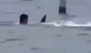 Terror in Florida: Shark attack leaves swimmer in critical condition