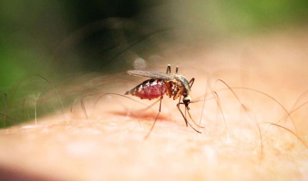 ECDC: Japanese encephalitis mosquito detected in Greece