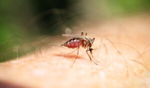 ECDC: Japanese encephalitis mosquito detected in Greece