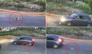 Driver deliberately runs over dog in Greece — €3,000 reward offered