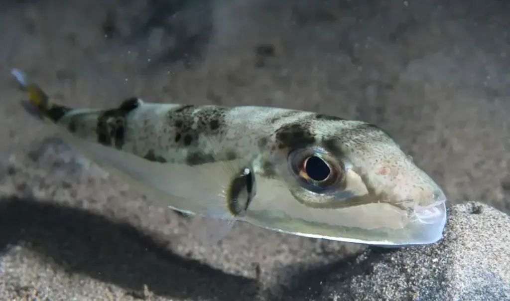 Pufferfish panic: what scientists really say about Greece’s toxic fish