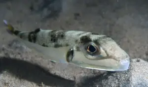 Pufferfish panic: what scientists really say about Greece’s toxic fish