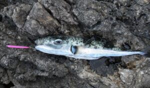 The Mediterranean’s most unwanted invader: Why the silver-cheeked toadfish fears nothing