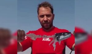 Pufferfish cannibalism caught on video by Greek fisherman