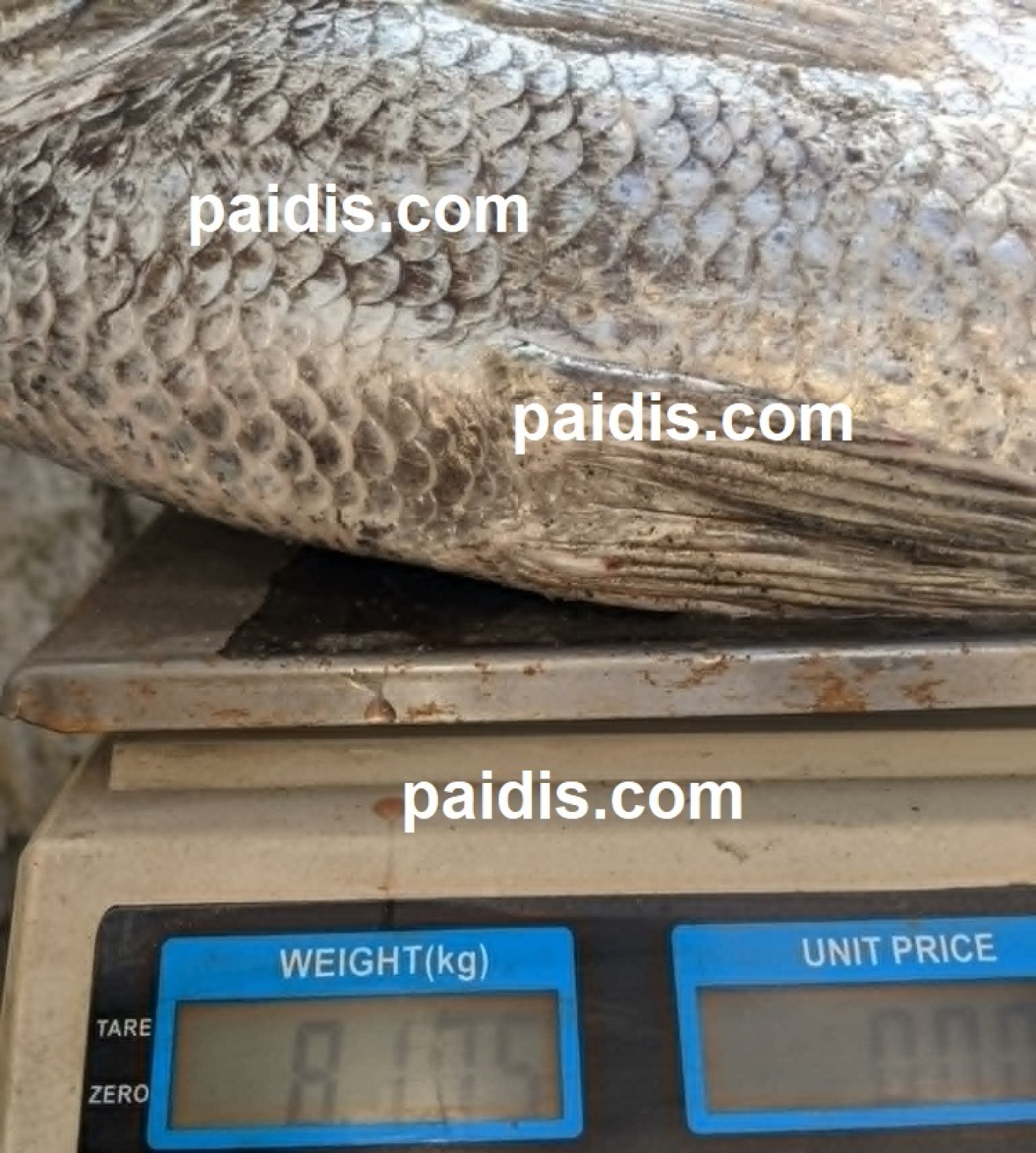 tripletail fish caught in Larissa Greece