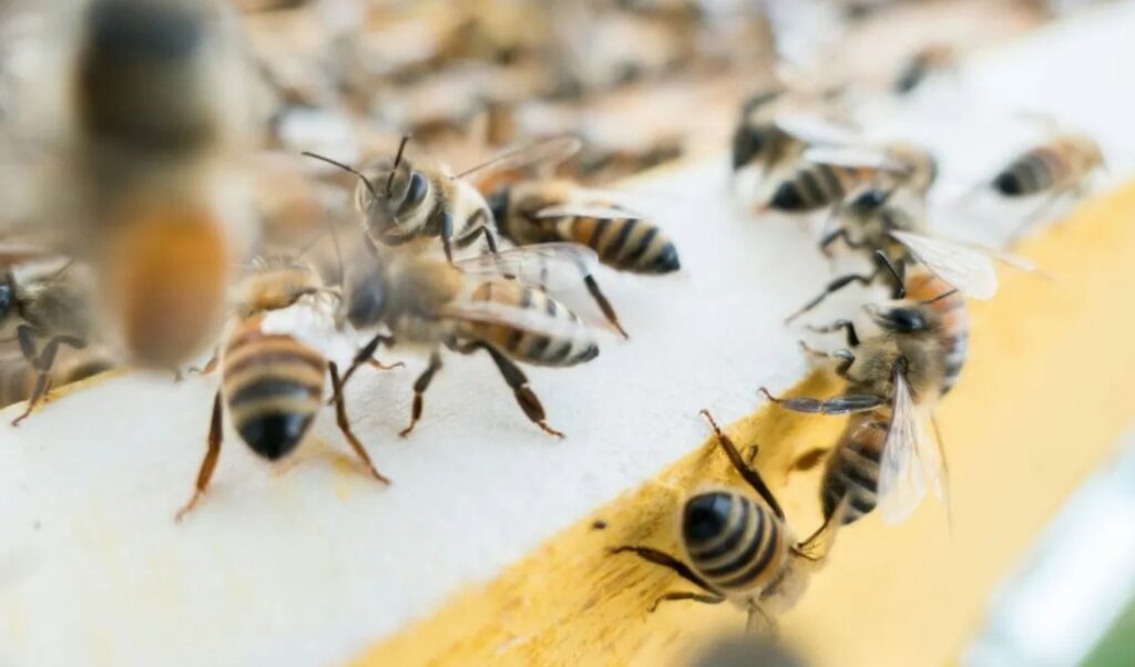 Bee sting triggers anaphylactic shock in Thessaloniki man — saved by rapid EKAB response