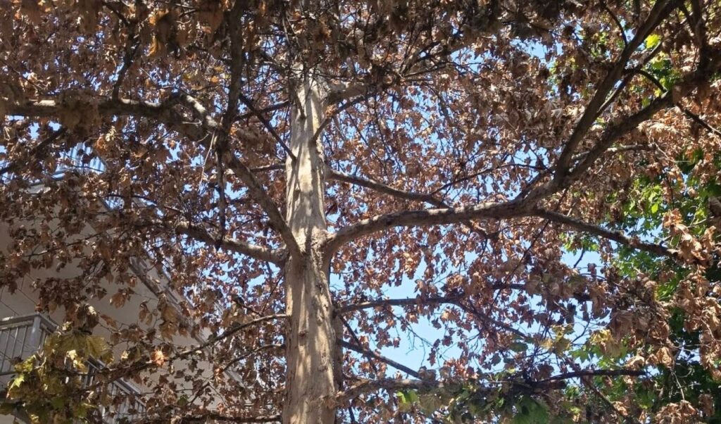 Outrage in Volos: Vandals kill 200-year-old plane tree with chemicals