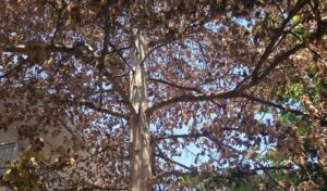 Outrage in Volos: Vandals kill 200-year-old plane tree with chemicals