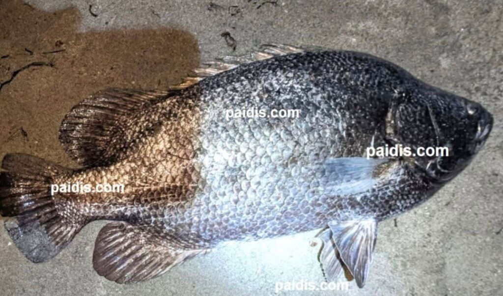 Rare Indian Ocean fish caught off Larissa coast, weighing over 8 lbs