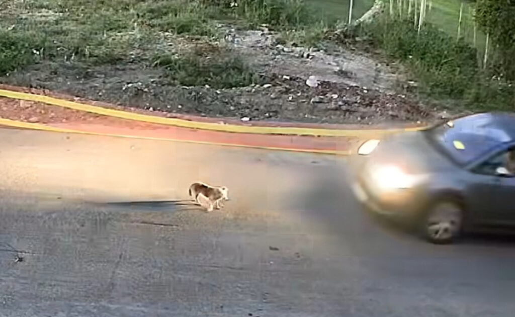 Driver identified in Greece for allegedly running over dog on camera