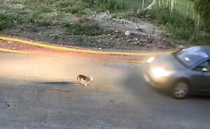 Driver identified in Greece for allegedly running over dog on camera