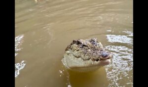 3-year-old thrown into crocodile enclosure at UK zoo — suspect arrested for attempted murder