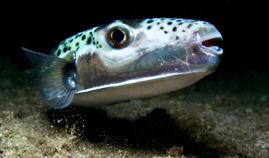 Pufferfish in Greece: 6 species, key traits & dangers to humans