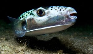 Pufferfish in Greece: 6 species, key traits & dangers to humans
