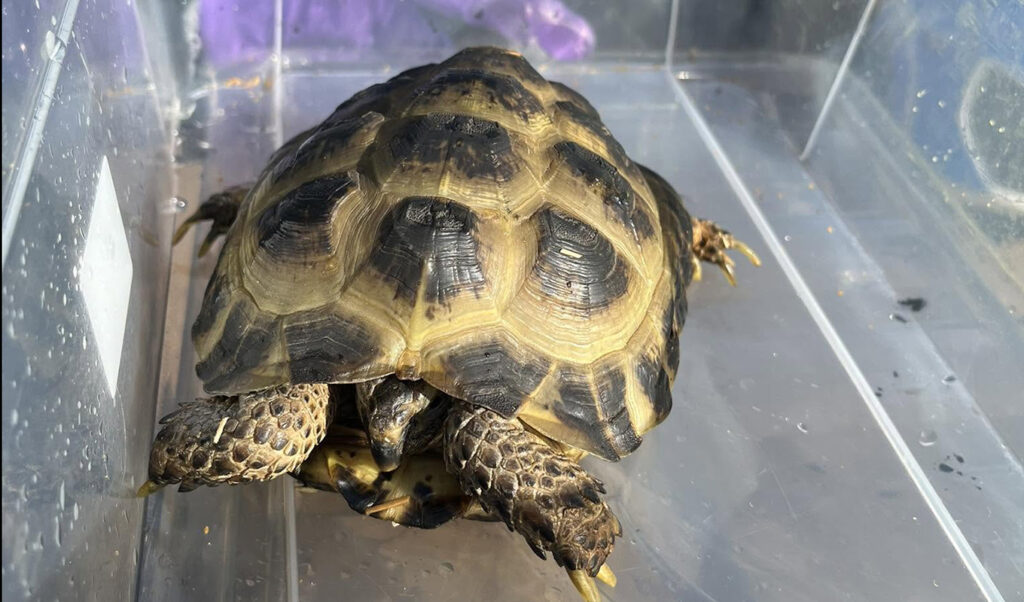 UK fire at Hertfordshire entertainment center kills mini zoo animals