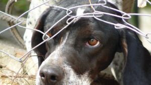 Thessaloniki man faces felony charges for illegal animal surgeries and stray abuse