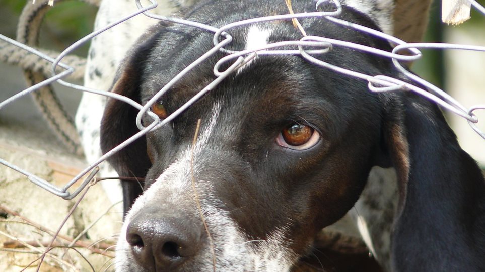 Thessaloniki man faces felony charges for illegal animal surgeries and stray abuse
