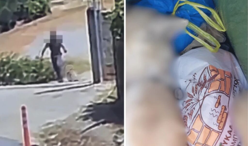Dead dog found in trash bin with wire around neck shocks Greek town