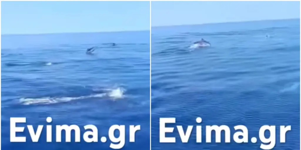 Stunning spectacle: Pod of 10 dolphins swim in perfect sync off Evia, Greece (Video)