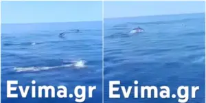 Stunning spectacle: Pod of 10 dolphins swim in perfect sync off Evia, Greece (Video)