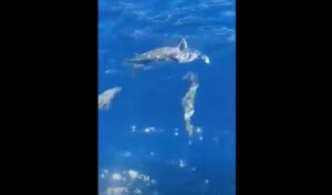 Incredible video from Crete: Pufferfish savage each other in feeding frenzy