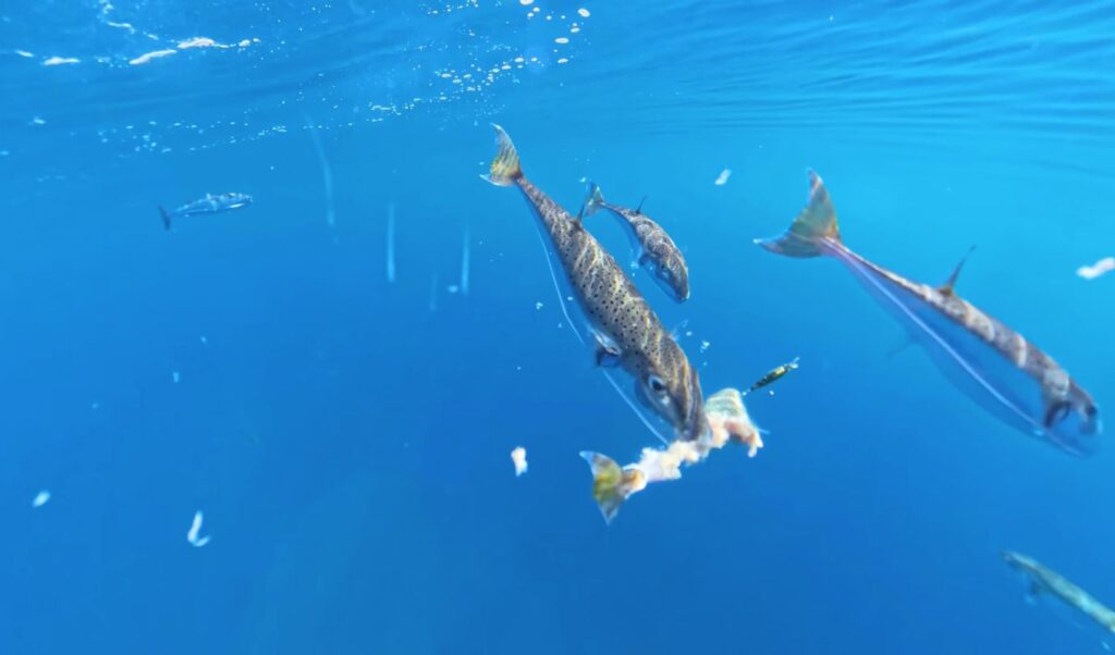 Puffer Fish Invasion: 720kg Caught in Six Days Across Greece