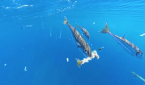 Puffer Fish Invasion: 720kg Caught in Six Days Across Greece
