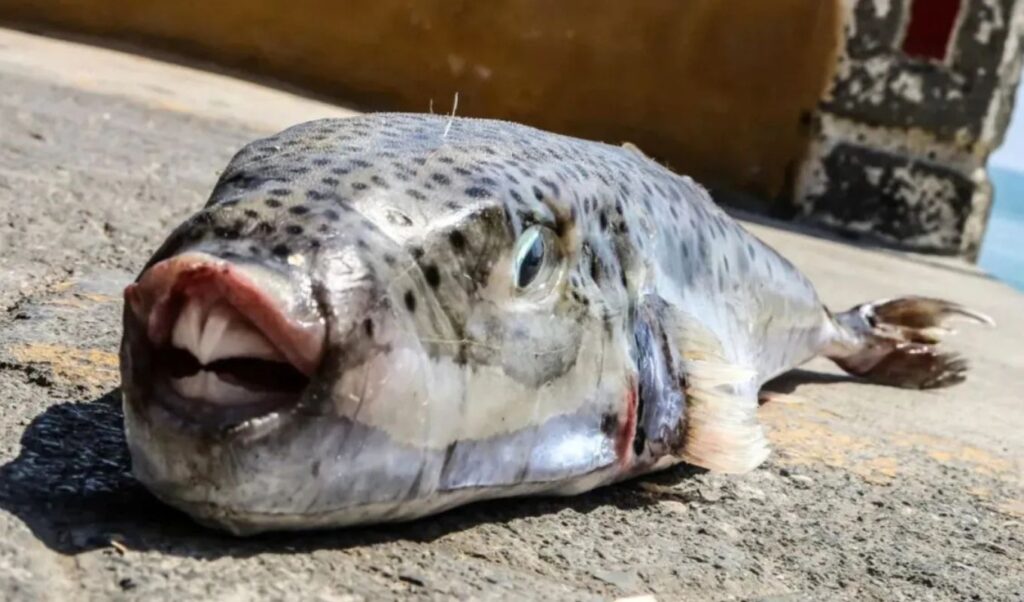 Terror in Patras: Pufferfish bites woman near carotid artery