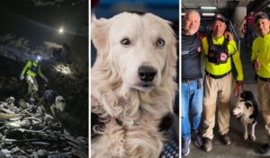 Venezuela’s hero rescue dog Tsunami retires after saving 13 lives