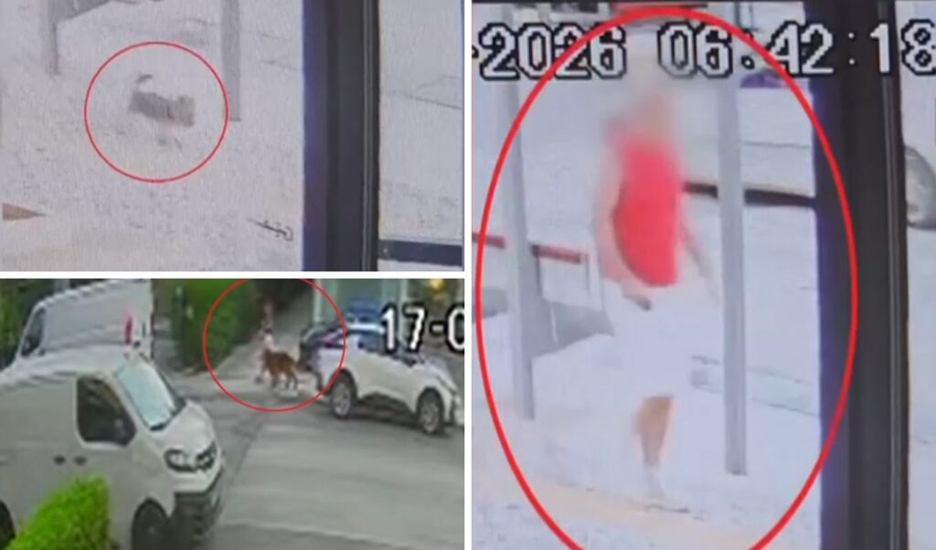 Vrilissia dog attack: Shocking video footage emerges as owner claims pet was tied up