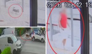 Vrilissia dog attack: Shocking video footage emerges as owner claims pet was tied up