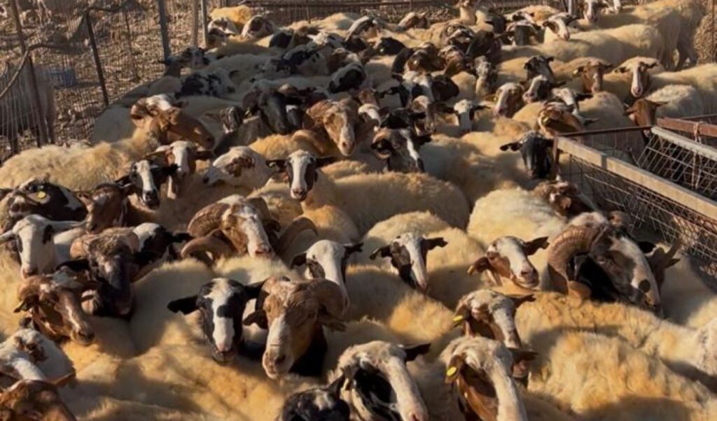 Greek Tax Authority Cracks Down on Farm Subsidy Fraud in Crete