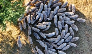 Greece pays €38.1M to farmers hit by livestock disease outbreaks